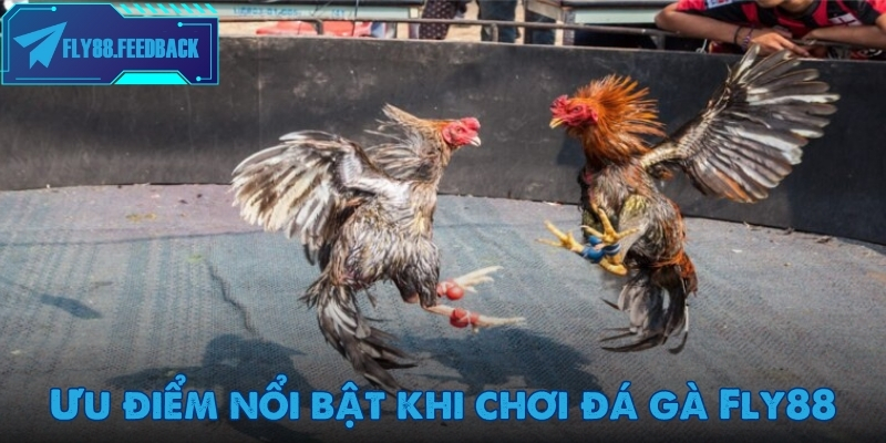 Điểm danh những ưu điểm nổi bật khi chơi đá gà Fly88